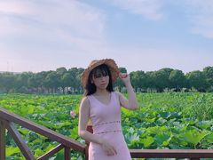 -荷塘月色湿地公园·向阳花洲