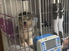 -宠爱国际动物医院· 猫科· 外科·中兽医(长白店)