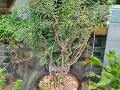-茶油香闽南菜·花园餐厅(前埔店)