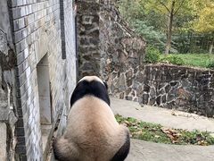 -都江堰中华大熊猫苑