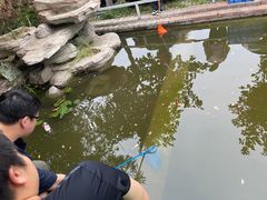 -食家鸽园