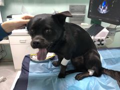 -达爱动物医院·犬猫分区·CT·复杂眼科(远洋山水分院)