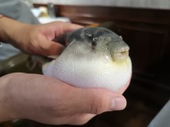 -肆月河豚·新淮扬(金融街店)