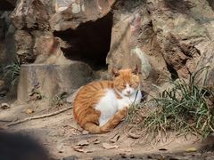-西园寺