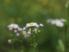 -合肥滨湖国家森林公园