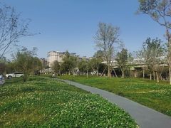 -神仙树公园
