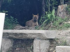 -梧桐山风景名胜区