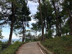 -铁山坪森林公园