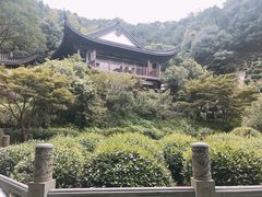 -十八棵（老龙井）御茶园(老龙井店)