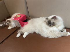 -MOCHA明星猫咖(田子坊店)