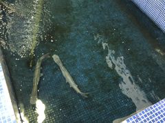 鸭嘴鱼-鸿渡渔庄·特色鸭咀鱼