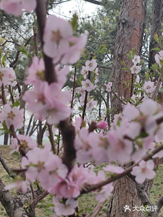 元大都城垣遗址公园图片