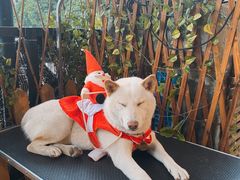 -柴犬高等学院·狗咖·柴犬售卖·宠物训练