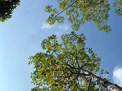 -王借岗森林公园