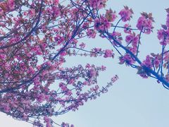 -嘉定紫藤园