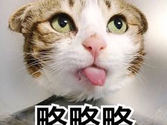 -星鸿社重庆老火锅