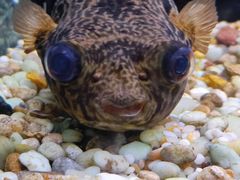 -上海海洋水族馆