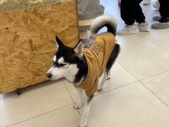 -怪兽屋·羊驼·猫咖·狗咖(俊华广场店)