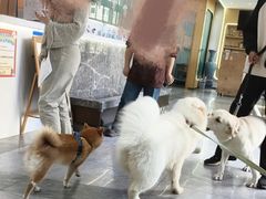 -pd派德宠物中心医院24H急重症·眼科中心·血液透析中心(嵩山北路店)