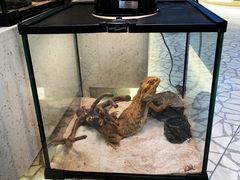 -momokira米努特·德文卷毛猫·棉花面纱犬