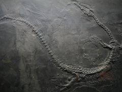 -柳州白莲洞洞穴科学博物馆