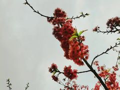-南山植物园