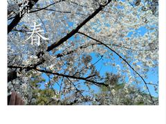 -西安青龙寺遗址景区
