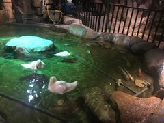 -zoonana室内动物园(东方福来德店)