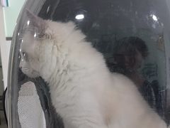 -佳雯宠物医院·皮肤科·内外科(春晓路分院)