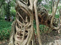 -中国科学院西双版纳热带植物园