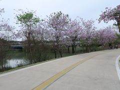 -广东花都湖国家湿地公园