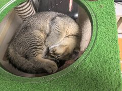 -天宠宠物医院24小时·急重症诊疗中心·全科·腔镜特色(和平分院)