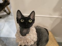 -楼上猫咖(罗湖店)