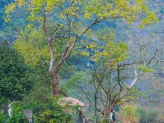 -靖西鹅泉风景区