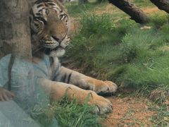 -西霞口神雕山野生动物世界