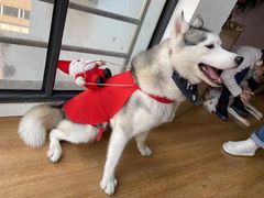 -Husky Go! 哈士奇体验馆·宠物咖啡厅狗咖