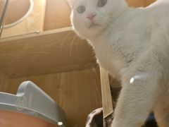 -平行世界·猫咖(首经贸店)