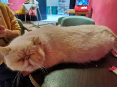 -猫色咖啡·猫咖