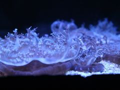 -暹罗海洋世界