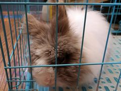 -志龙皇冠吃货椰子铺