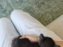 -瑞派紫金宠物医院24小时·骨科·中兽医·重症转诊中心(番禺大石院)