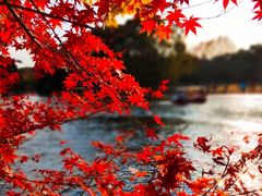 -上海共青森林公园