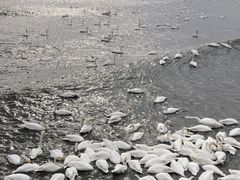 -烟墩角天鹅湖