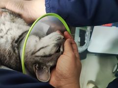 -利又安动物医院··老年病·猫科犬科·中兽医