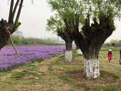 -汉长安城未央宫国家考古遗址公园
