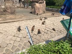 -哈尔滨北方森林动物园