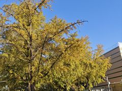 -三里屯东五街银杏大道