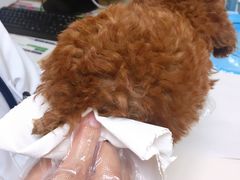 -谐和贝康宠物医院24小时·宠保定点(急重症转诊中心)