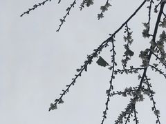 -荔枝公园(福田区)