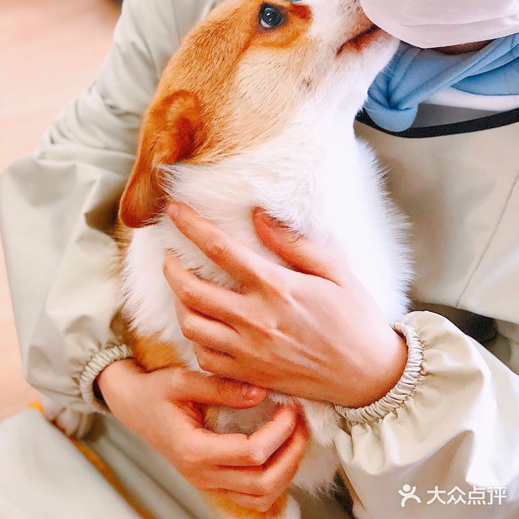 在这撸狗真是一种享受